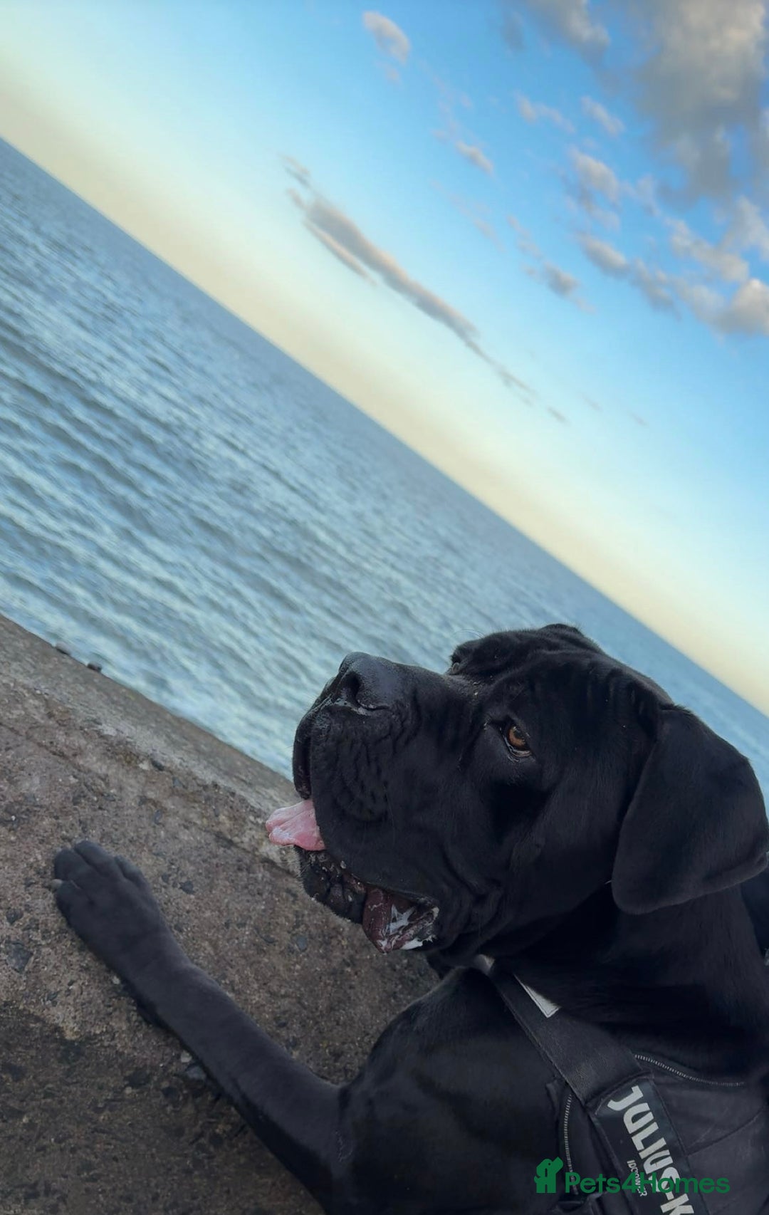 Cane Corso dogs for sale: Cane corso  - Image 2