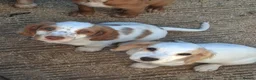 Sprocker dogs for sale: Ready Now.... Adorable sprocker puppies  - Advert 11