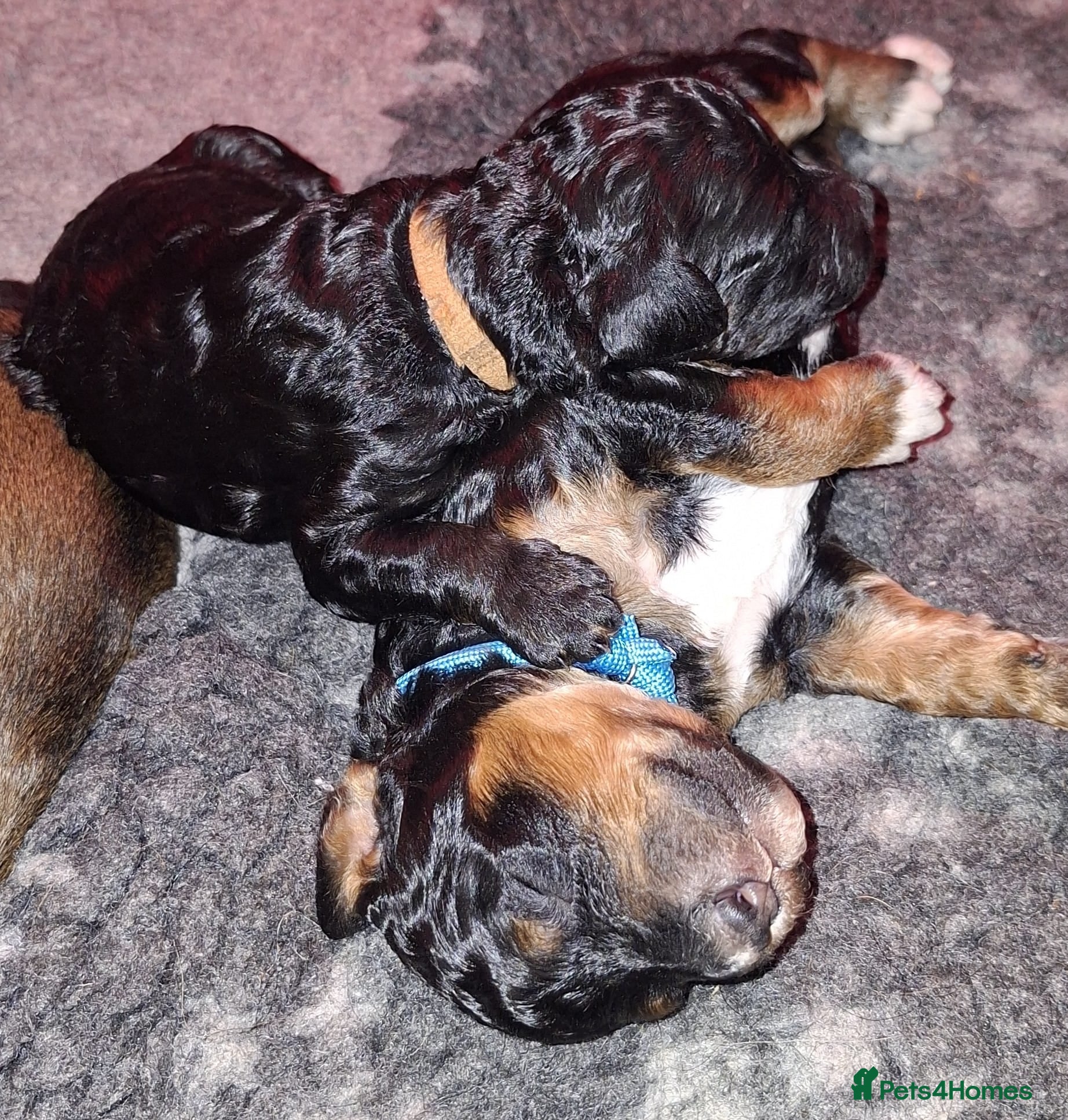 Rottweiler dogs Rottweiler x - Advert 1