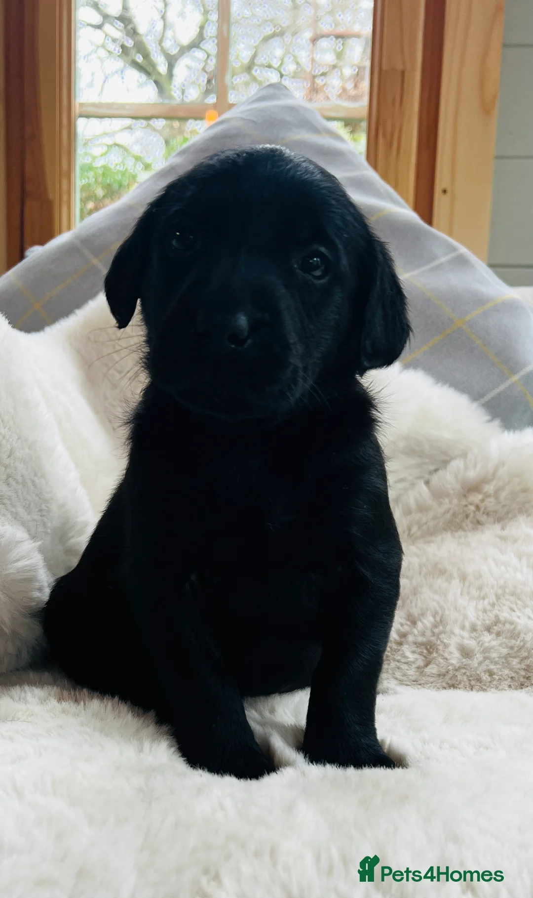 Labrador Retriever dogs for sale: KC black Labradors  - Advert 18
