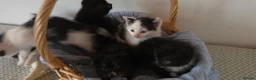 Mixed Breed cats for sale: Beautiful Kittens Looking for Loving Homes - Advert 4