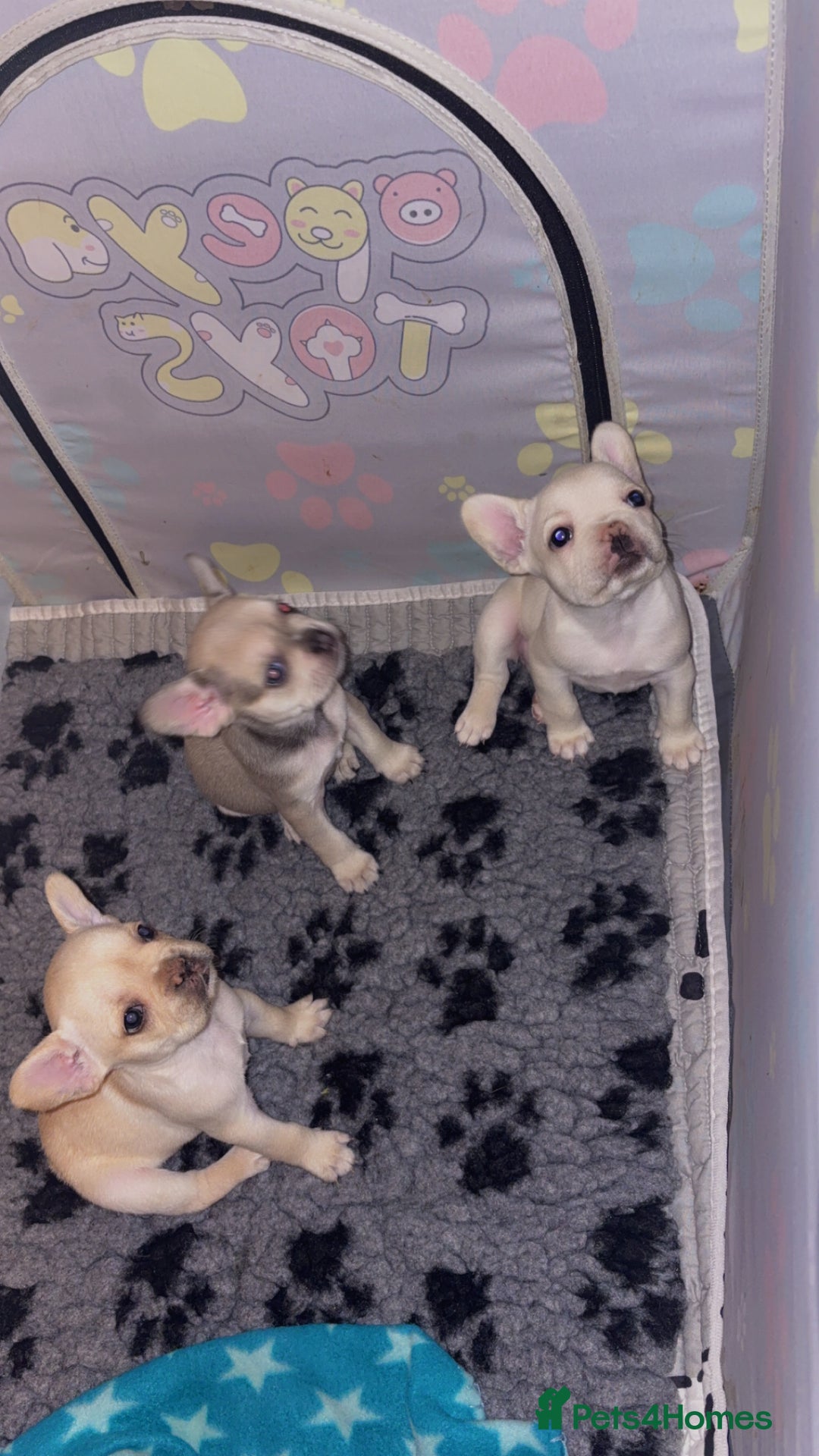 French Bulldog dogs for sale: 3 french bulldog girls  - Advert 2