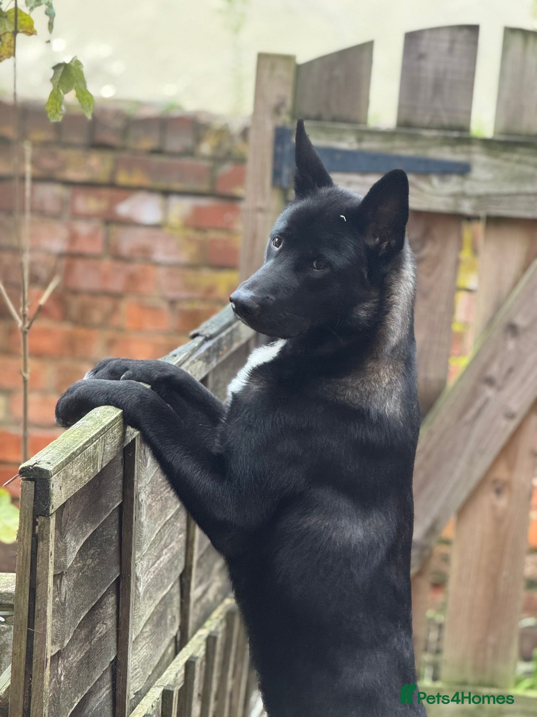 Huskita dogs for sale: Huskita male for sale 11 months old - Advert 3