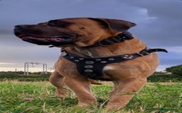 Cane Corso dogs for stud: Russian import cane corso - Image 12