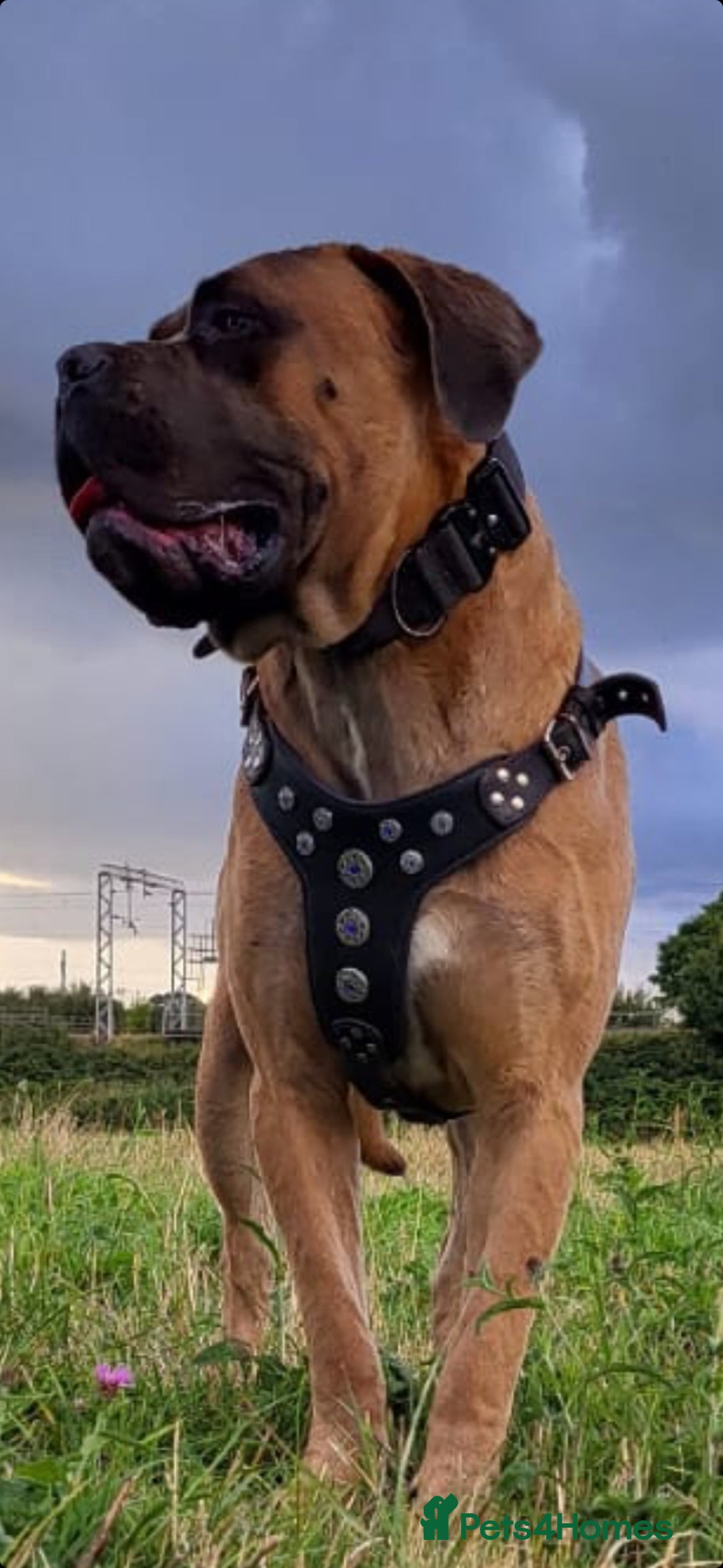 Cane Corso dogs for stud: Russian import cane corso - Image 12