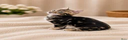 Bengal cats for sale: Ready Now | Health Tested TICA Glitter Bengal Girl - Advert 3