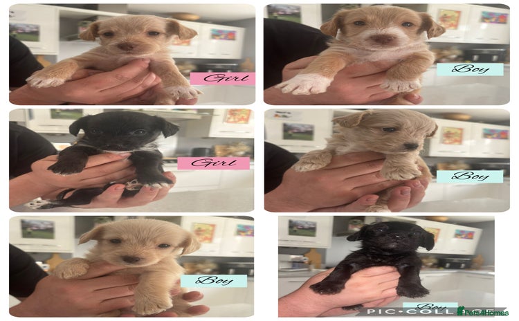 Mixed Breed dogs - Advert 7