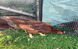 Chickens poultry for sale: Rhode Island Red cockerels x3 - Image 1