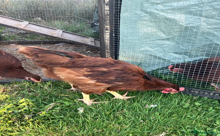 Chickens poultry - Advert 1