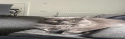 British Longhair cats for sale: Beautiful British Shorthair/Longhair Cat  in Rochdale - Advert 2