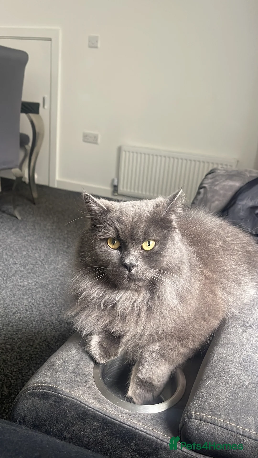 British Longhair cats for sale: Beautiful British Shorthair/Longhair Cat  in Rochdale - Advert 2