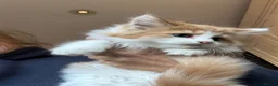 Mixed Breed cats for sale: Maine coon cross kittens stunning babies ready now - Advert 11