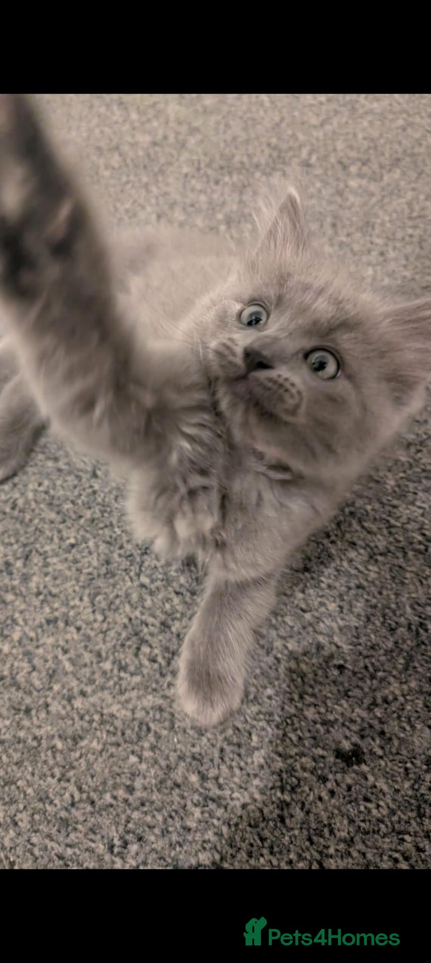 Ragdoll cats Ragdoll X Kittens Ready for New Homes Now - Advert 4