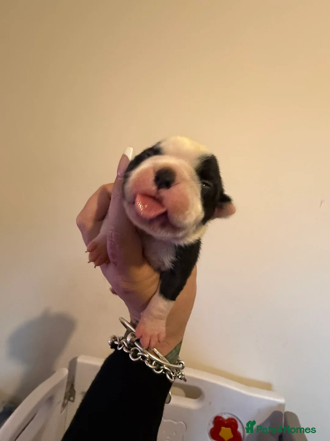 Boston Terrier dogs for sale: Quality Lines KC Registered Boston Terrier Puppies - Advert 29