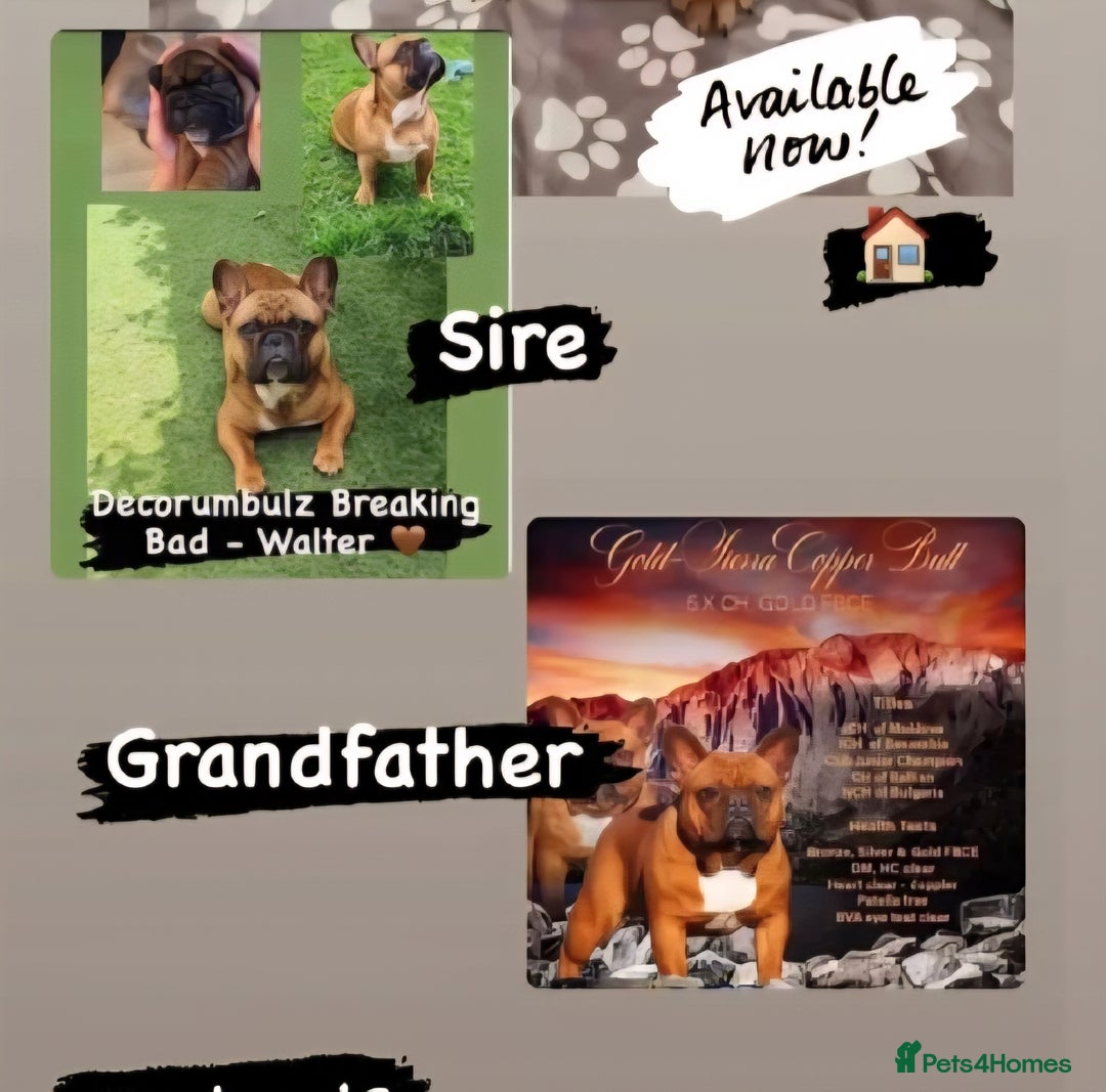 French Bulldog dogs for sale: Quality french bulldogs available to leave 🐾 - Image 31