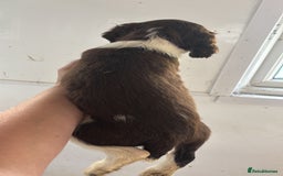 English Springer Spaniel dogs for sale: Springer Spaniel Puppies Ready to go - Image 10