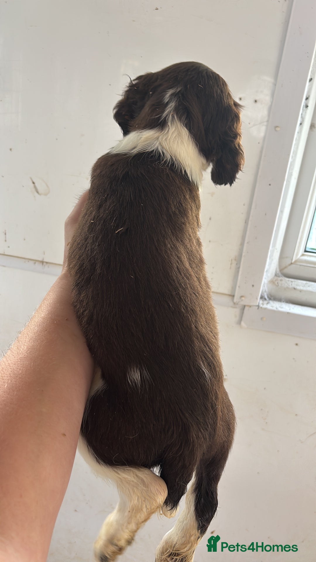 English Springer Spaniel dogs for sale: Springer Spaniel Puppies Ready to go - Image 10