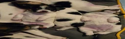 Jack Russell dogs for sale: 5 Adorable Jack Russell's looking for 5* Homes - Advert 19