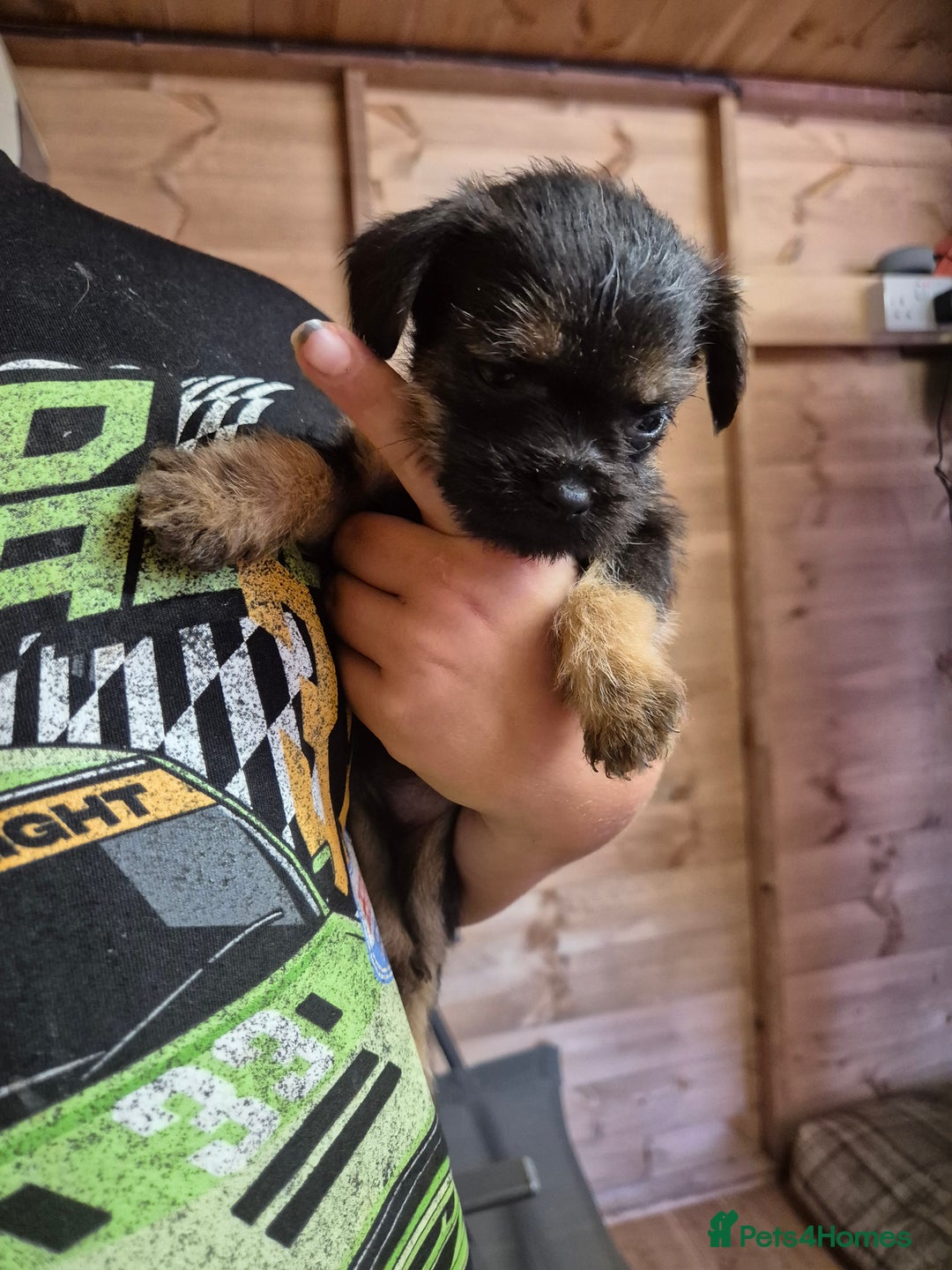 Border Terrier dogs for sale: 5 kc registered border pups  - Image 4