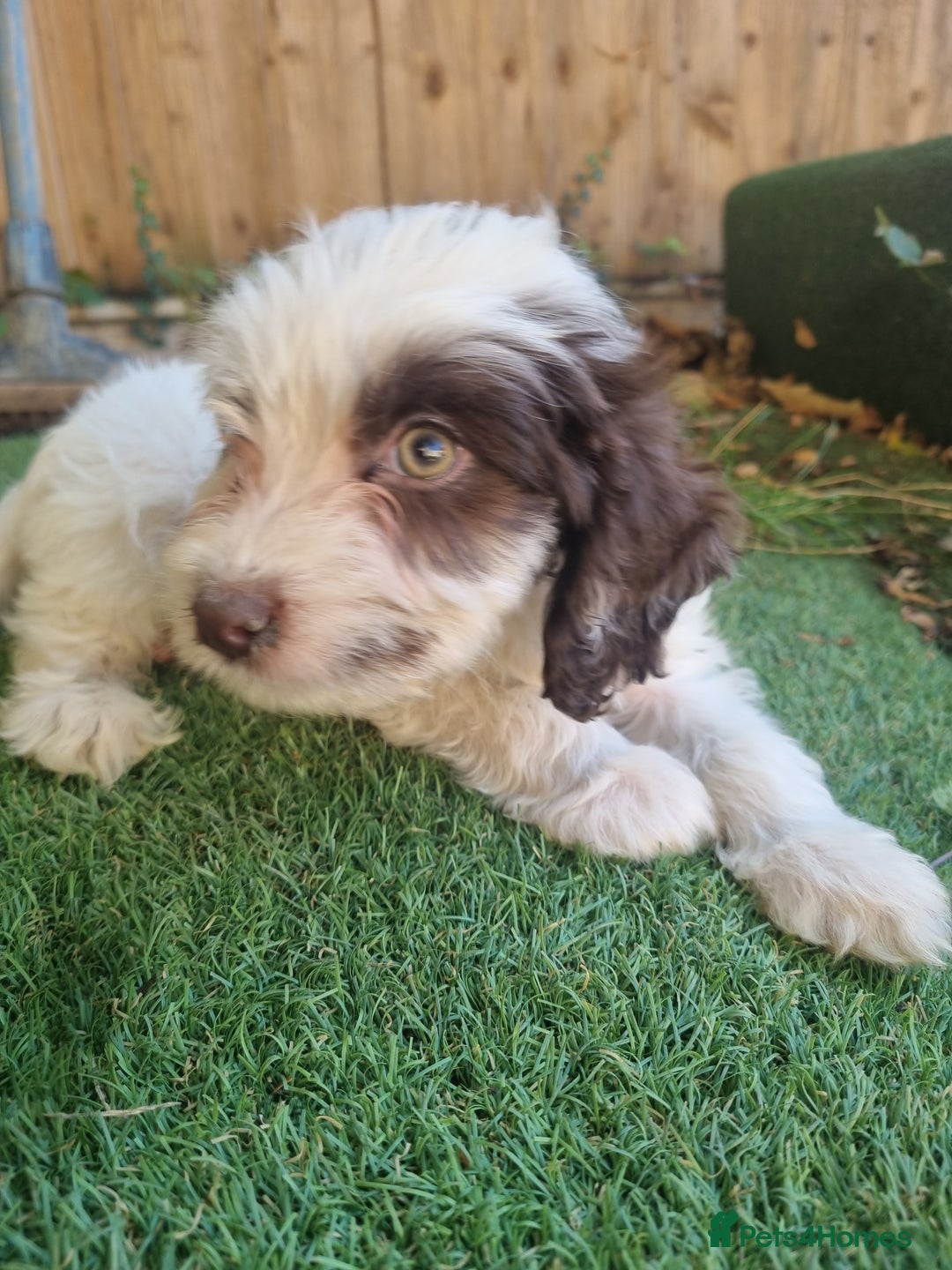 Cocker Spaniel dogs for sale: Stunning litter of cocker spaniels  - Image 10