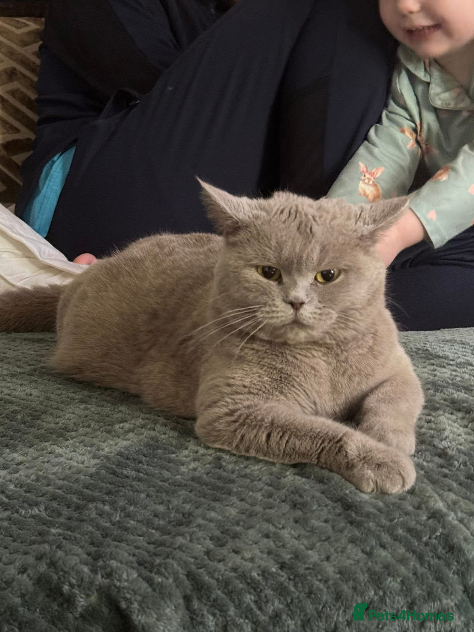 British Shorthair cats British shorthair kittens  - Advert 4