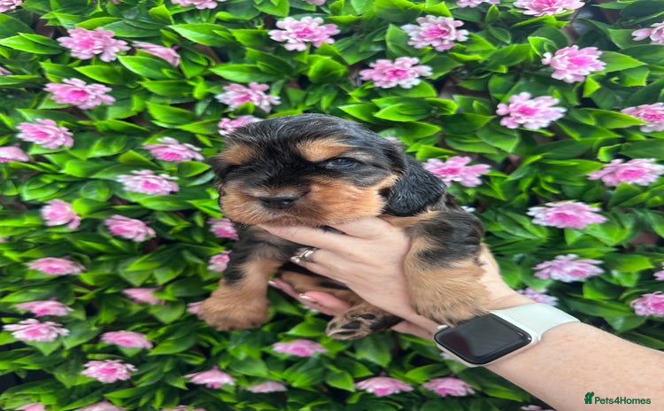 Cocker Spaniel dogs - Advert 2