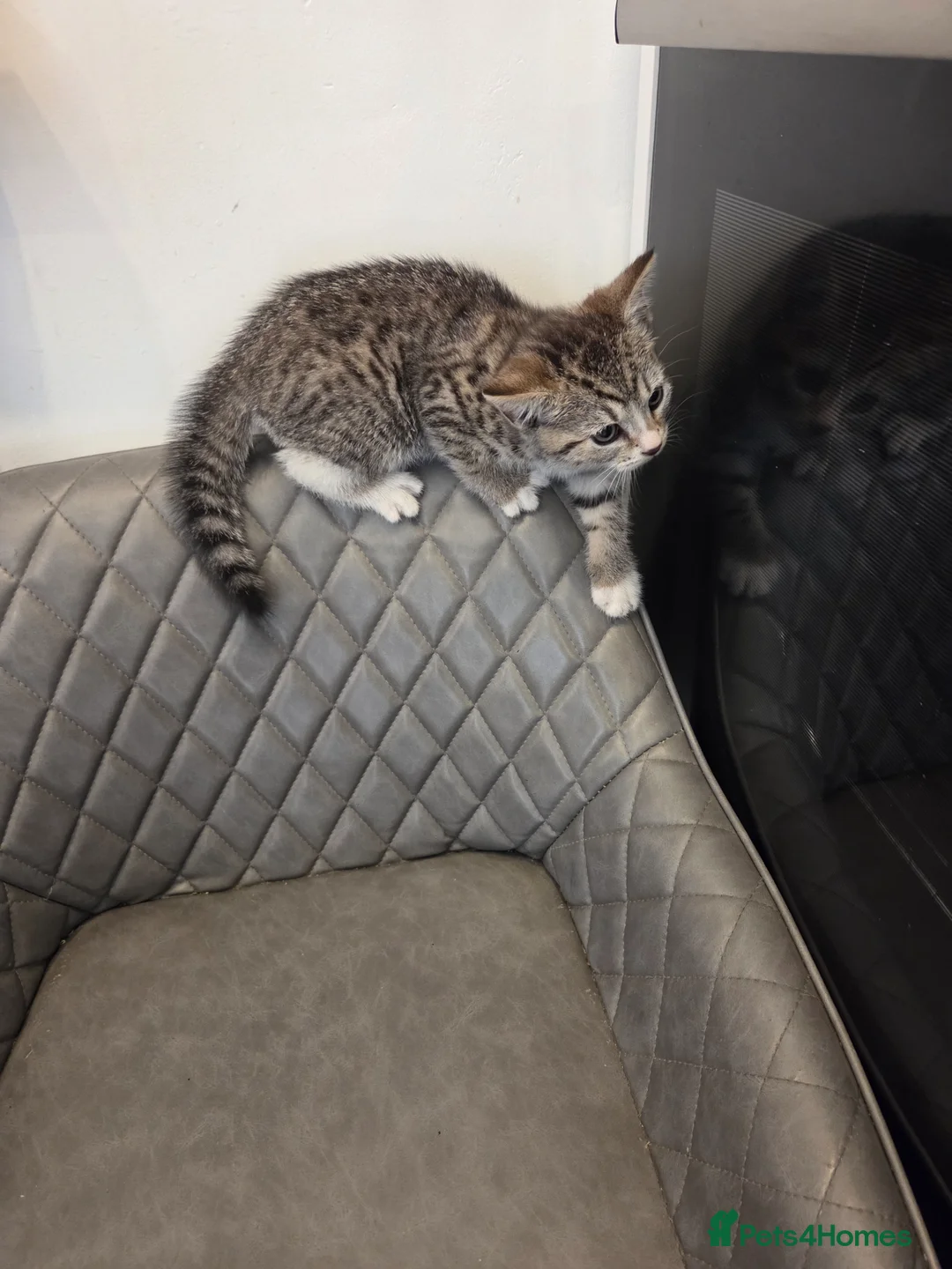 Mixed Breed cats for sale: Bengal x kitten - Advert 2
