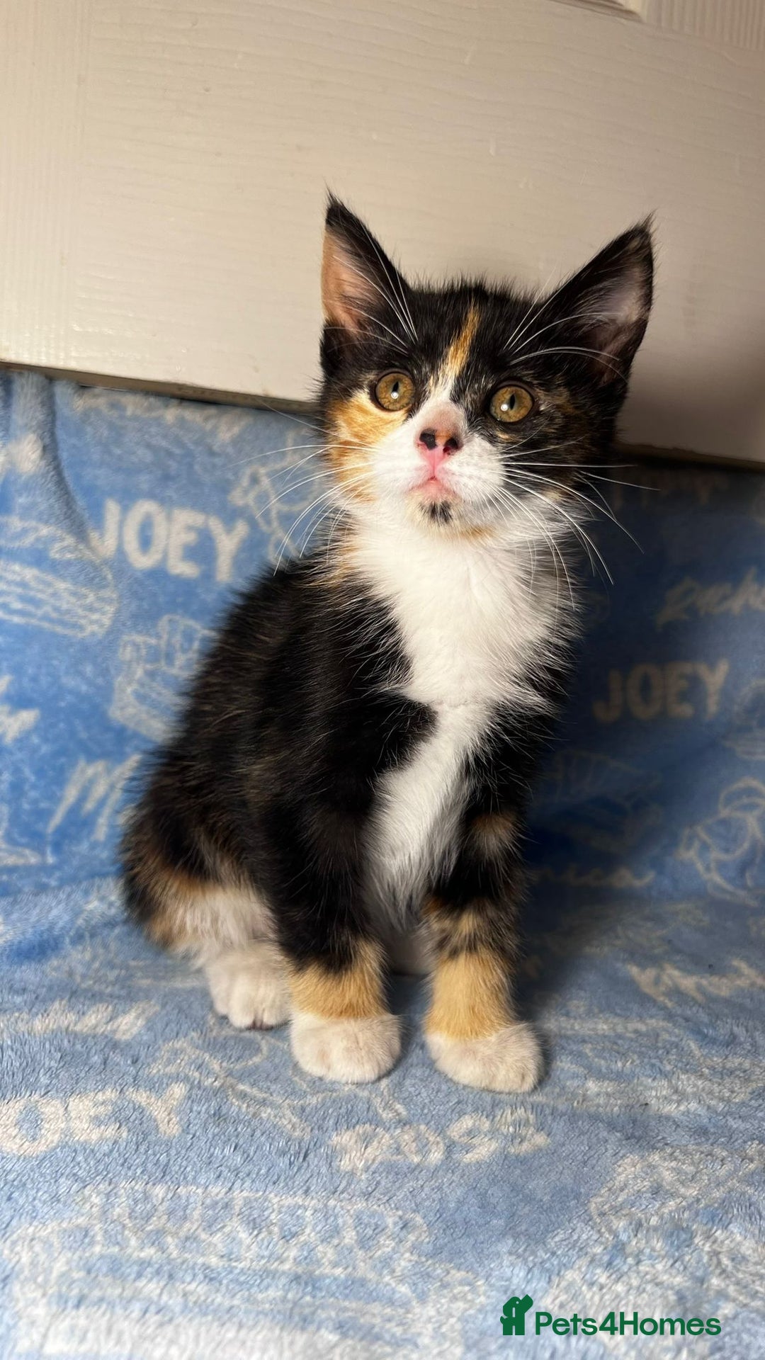 Mixed Breed cats for sale: 3 Lovely Kittens - Image 22