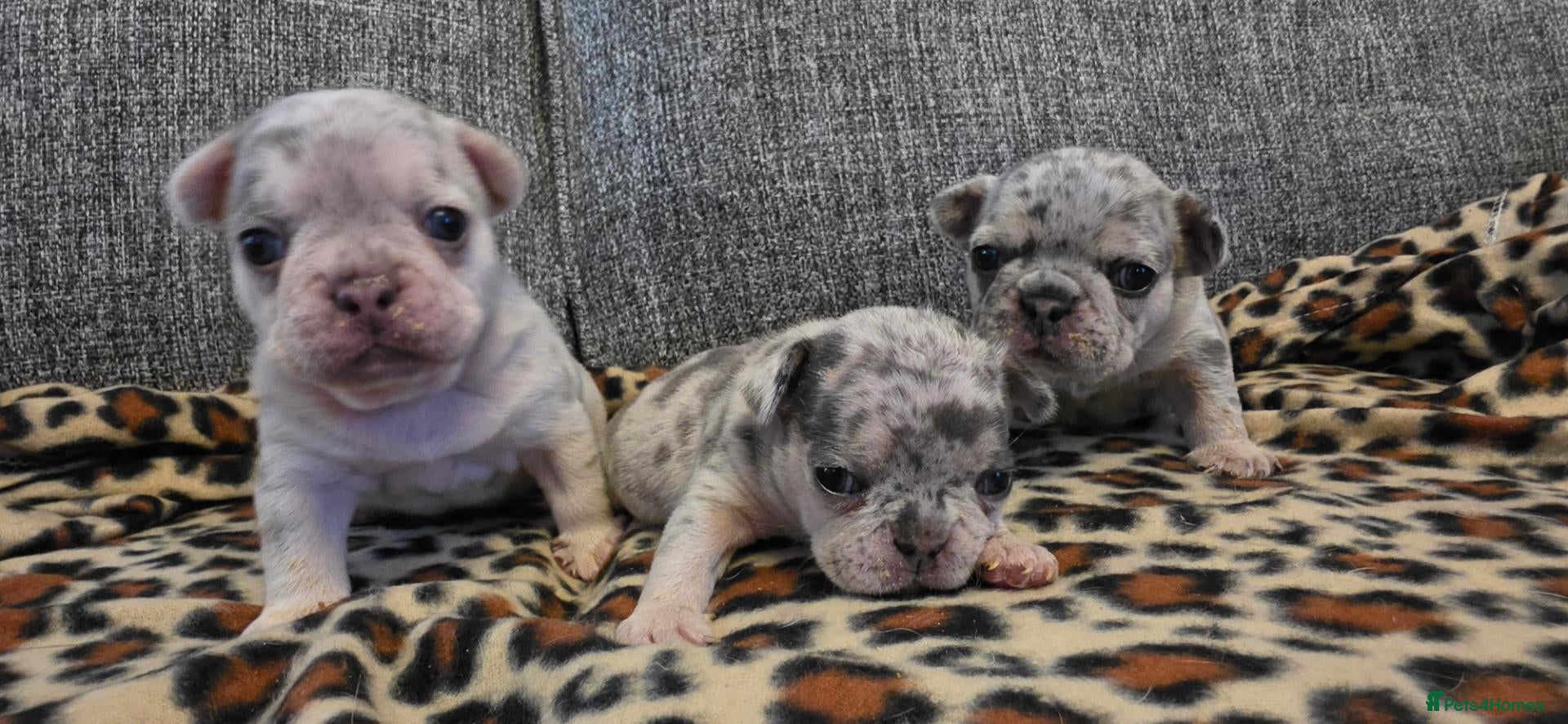 French Bulldog dogs Beautiful French bulldog dog merle puppies  - Advert 1