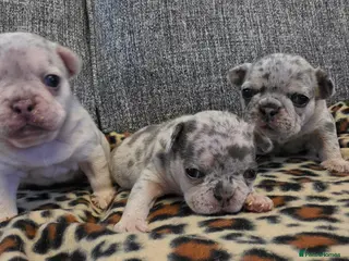 French Bulldog dogs Beautiful French bulldog dog merle puppies - Advert 1
