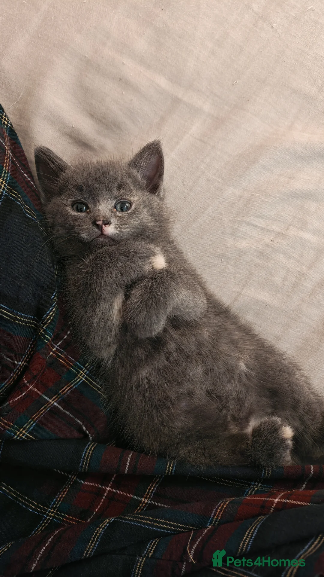 Mixed Breed cats for sale: Cute little grey kitten left - Advert 2