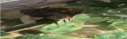 Turtle reptiles for sale: Musk Turtle - Advert 9