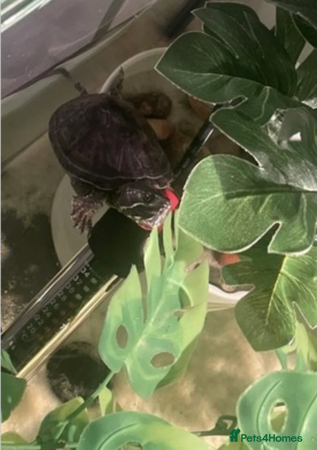 Turtle reptiles for sale: Musk Turtle - Advert 9