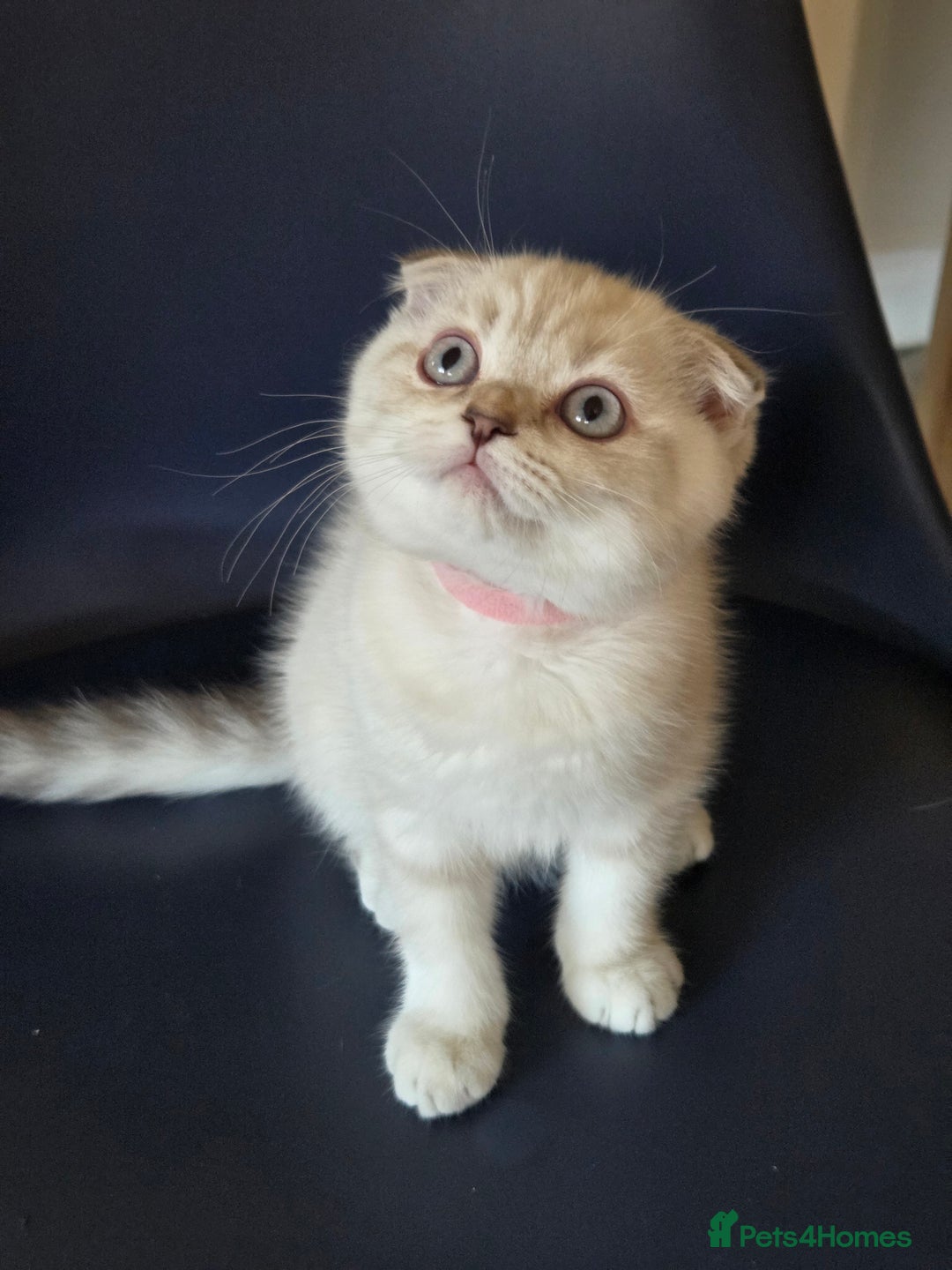 Scottish Fold cats for sale: Scottish Fold Kitten Female Ready To Be Collected  - Advert 2
