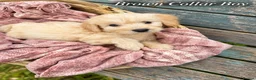 Goldendoodle dogs for sale: Miniature Golden Doodles - Merle, Red & Black  - Advert 26