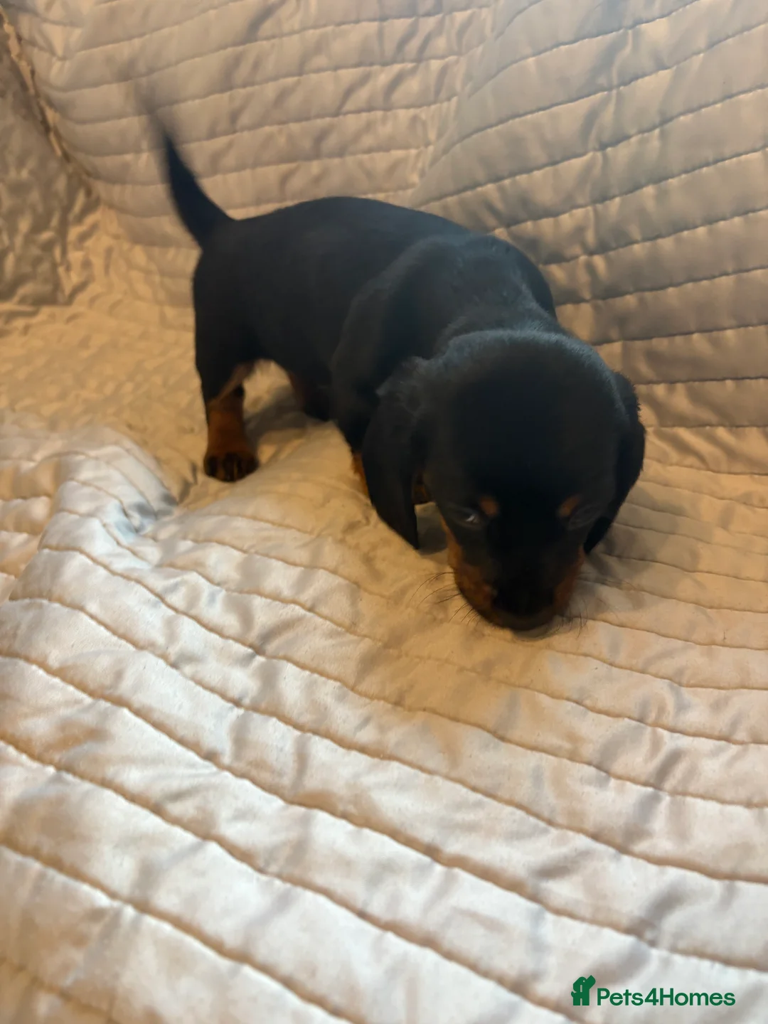 Dachshund dogs for sale: Standard Dachshund puppies for sale  - Advert 15