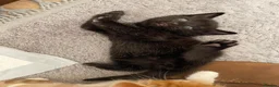 Mixed Breed cats for sale: Black kitten  - Advert 3