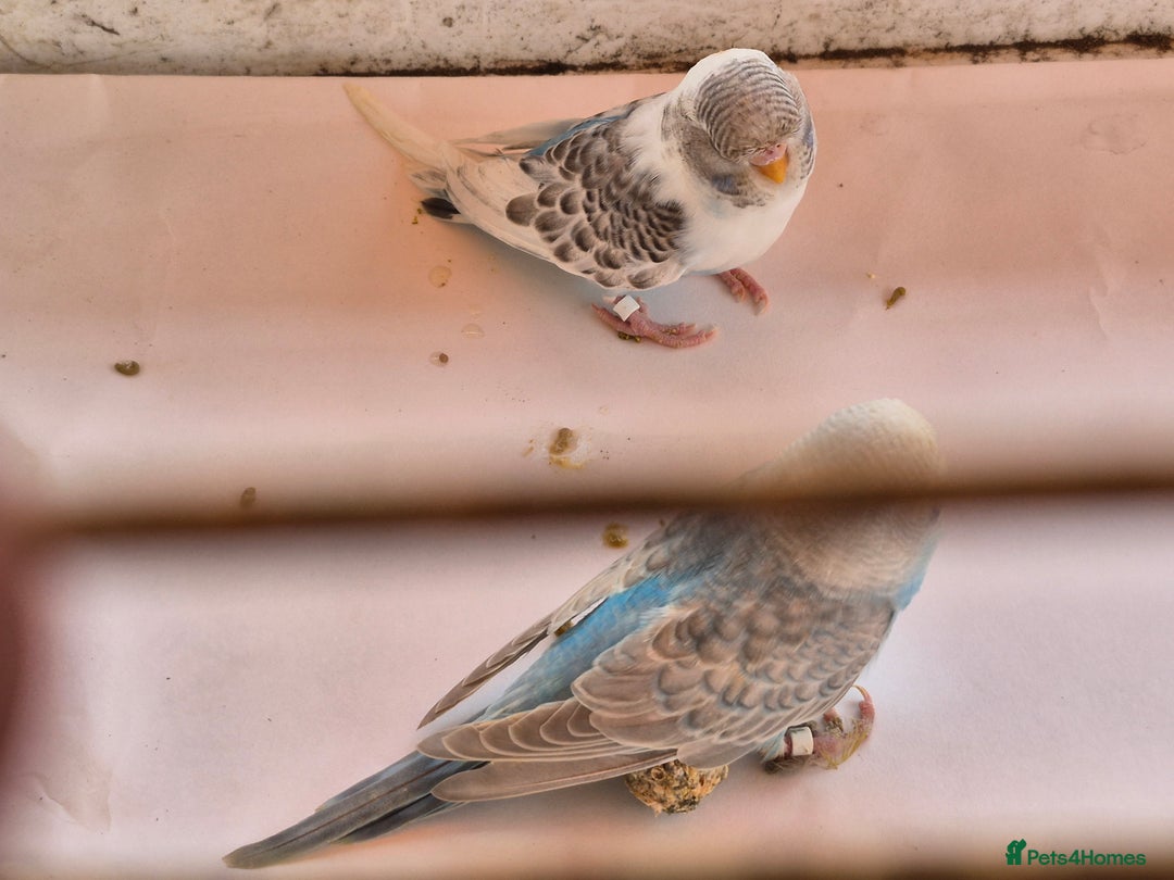 Budgerigars birds for sale: Baby budgie  for sale  - Image 5