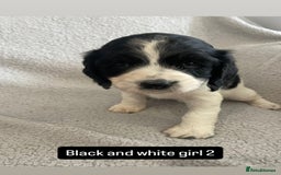 Cocker Spaniel dogs for sale: Gorgeous cocker spaniel puppies  - Image 12