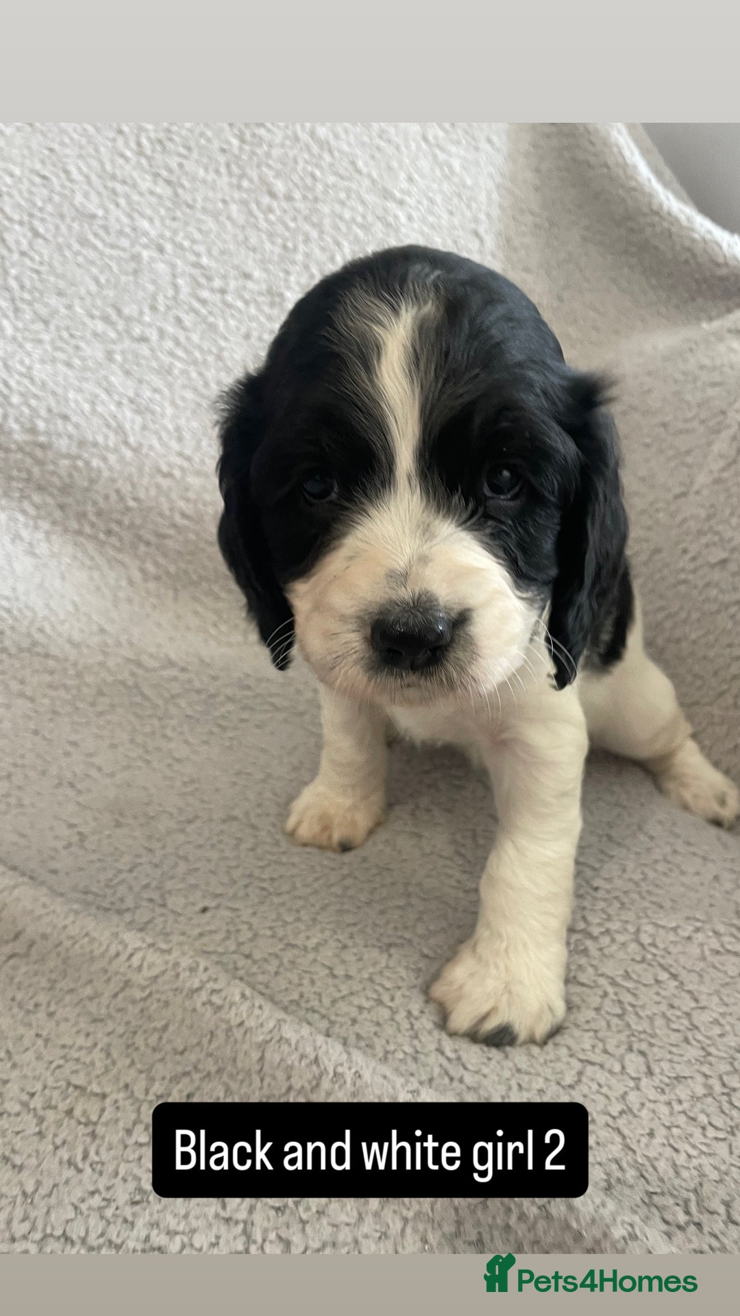 Cocker Spaniel dogs for sale: Gorgeous cocker spaniel puppies  - Image 12