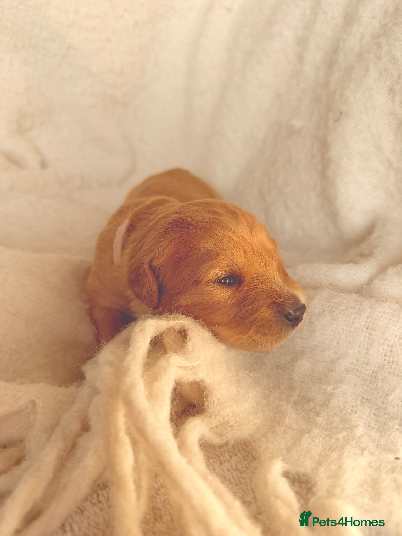 Golden Retriever dogs KC Registered Golden Retriever Puppies  - Advert 3