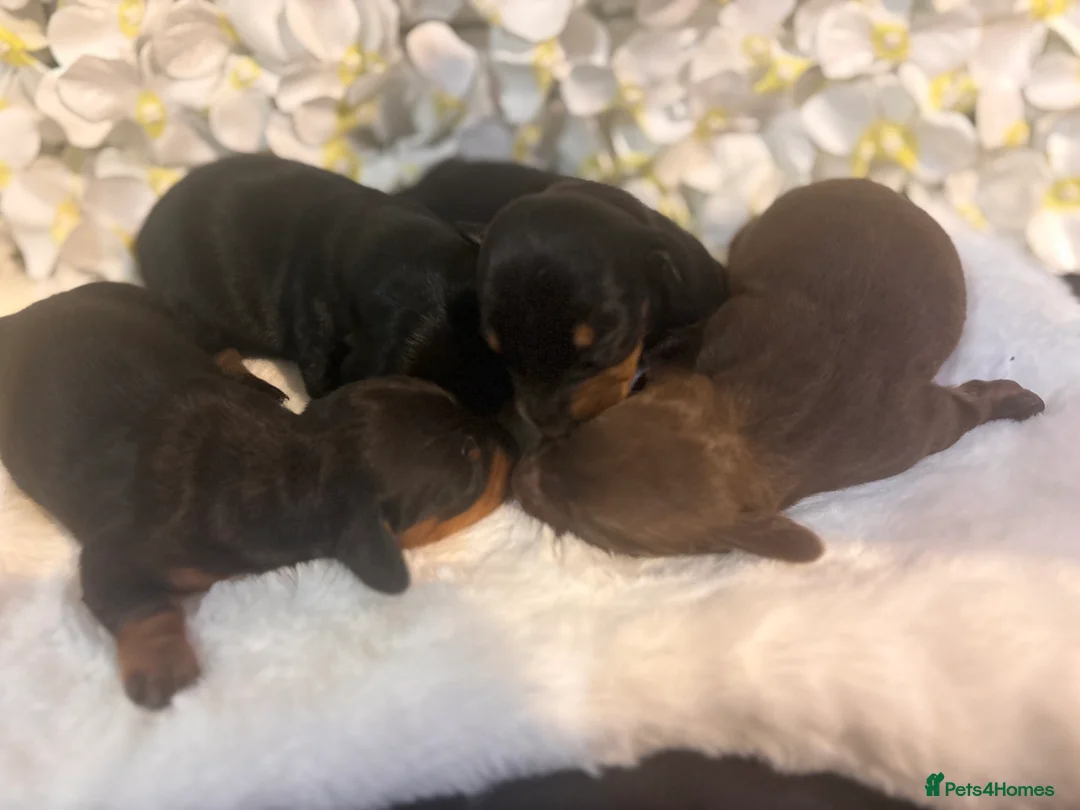 Miniature Dachshund dogs for sale: Miniature Dachshund Puppies 🐶  - Advert 1
