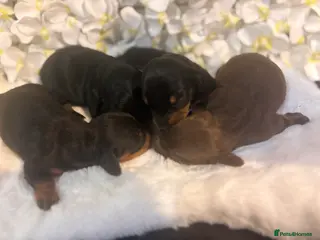 Miniature Dachshund dogs Miniature Dachshund Puppies 🐶 - Advert 1