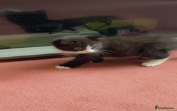 Mixed Breed cats for sale: Fluffy half Persian kitten - Image 8