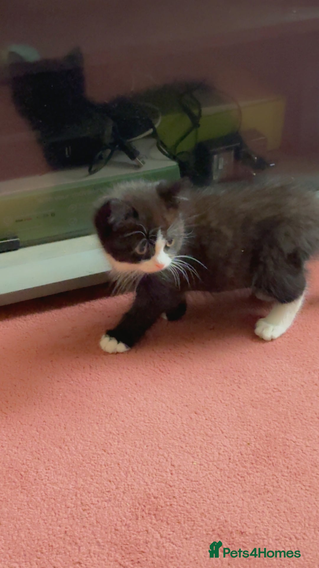 Mixed Breed cats for sale: Fluffy half Persian kitten - Image 8
