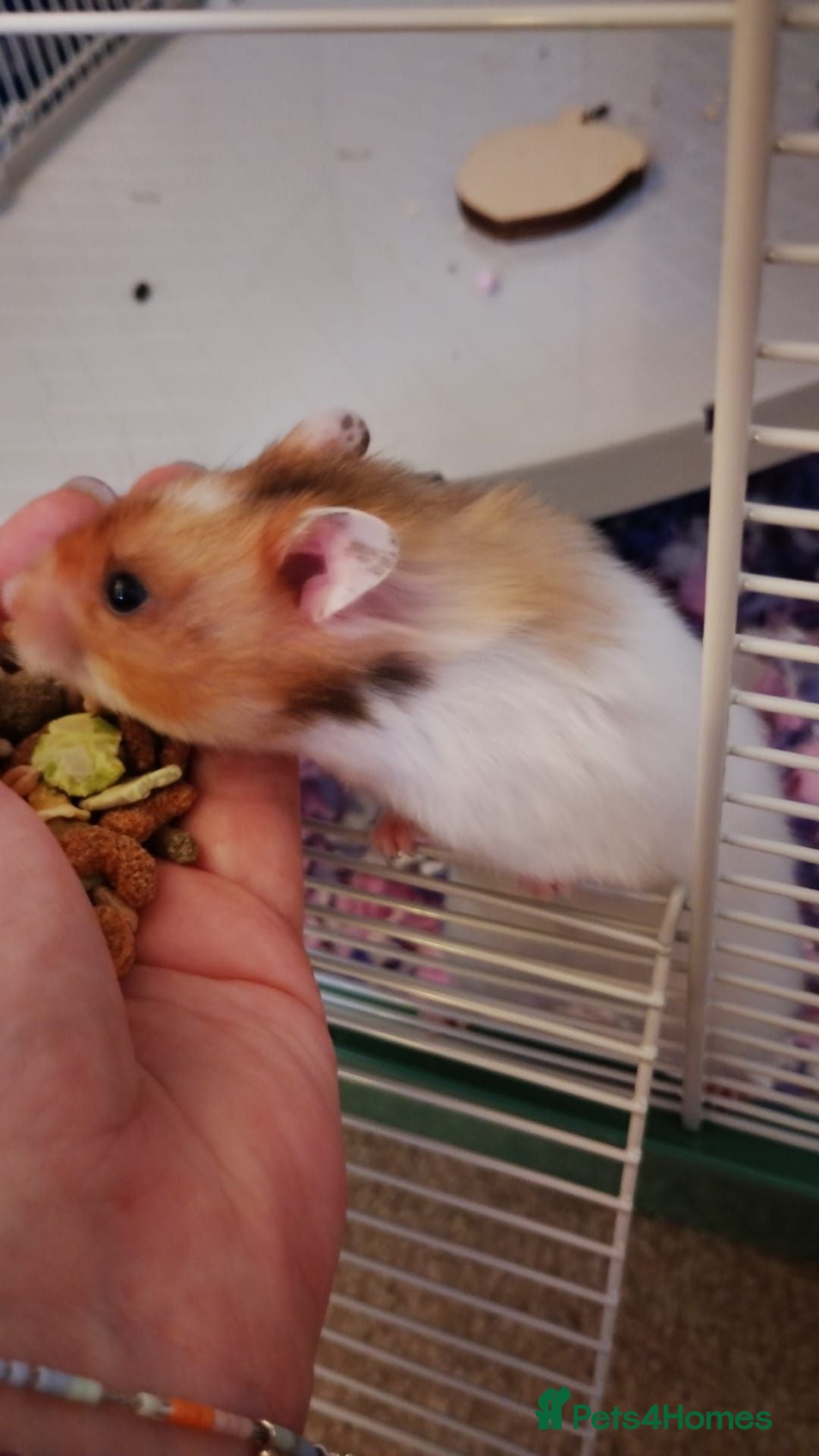 Hamster rodents Young Syrian Hamster to Adopt  - Advert 1