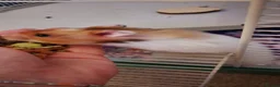 Hamster rodents for sale: Young Syrian Hamster to Adopt  - Advert 1