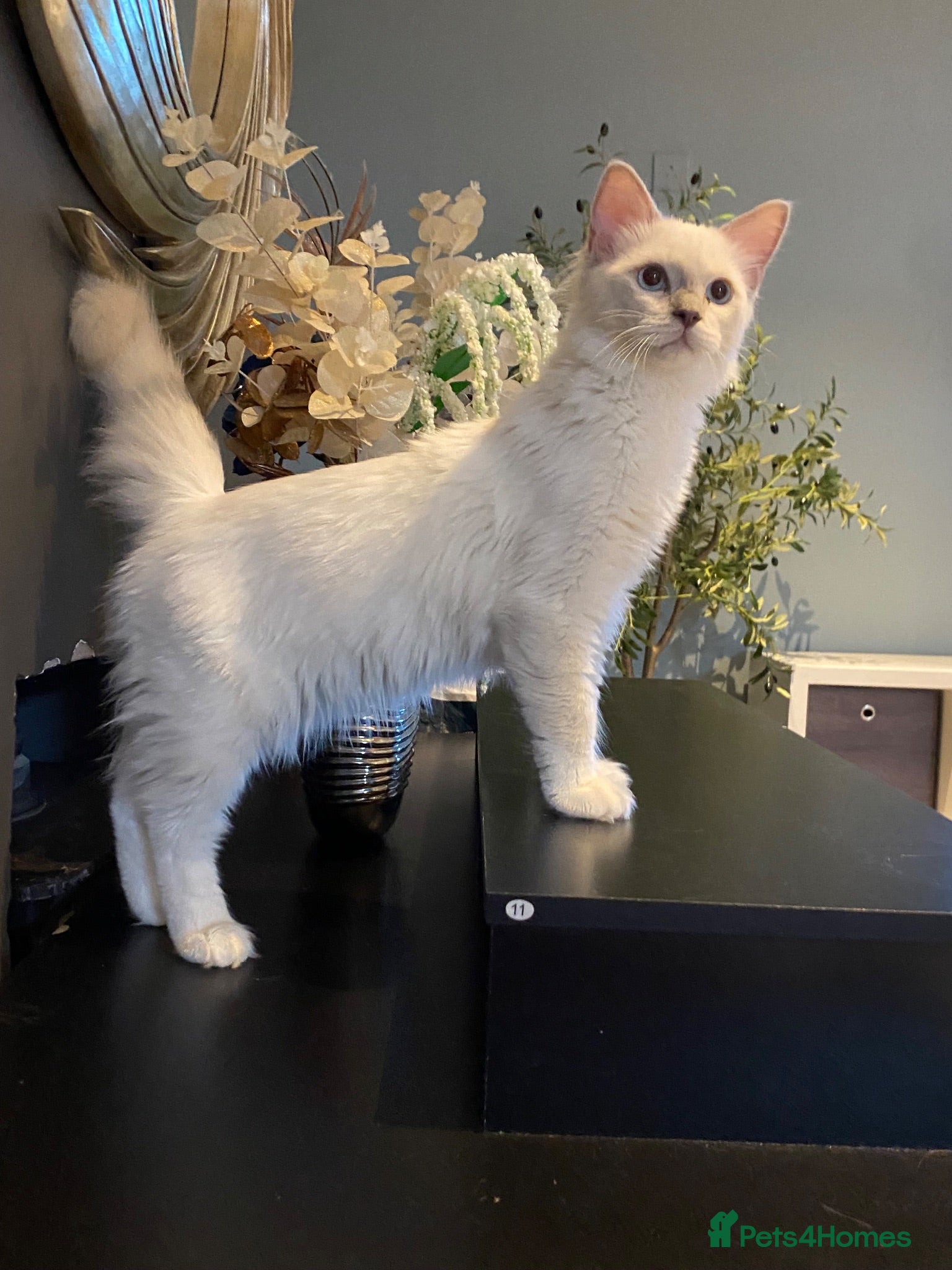 Ragdoll cats 1 Lilac Blue Boy Left! 💙TICA REGISTERED💙 - Advert 10