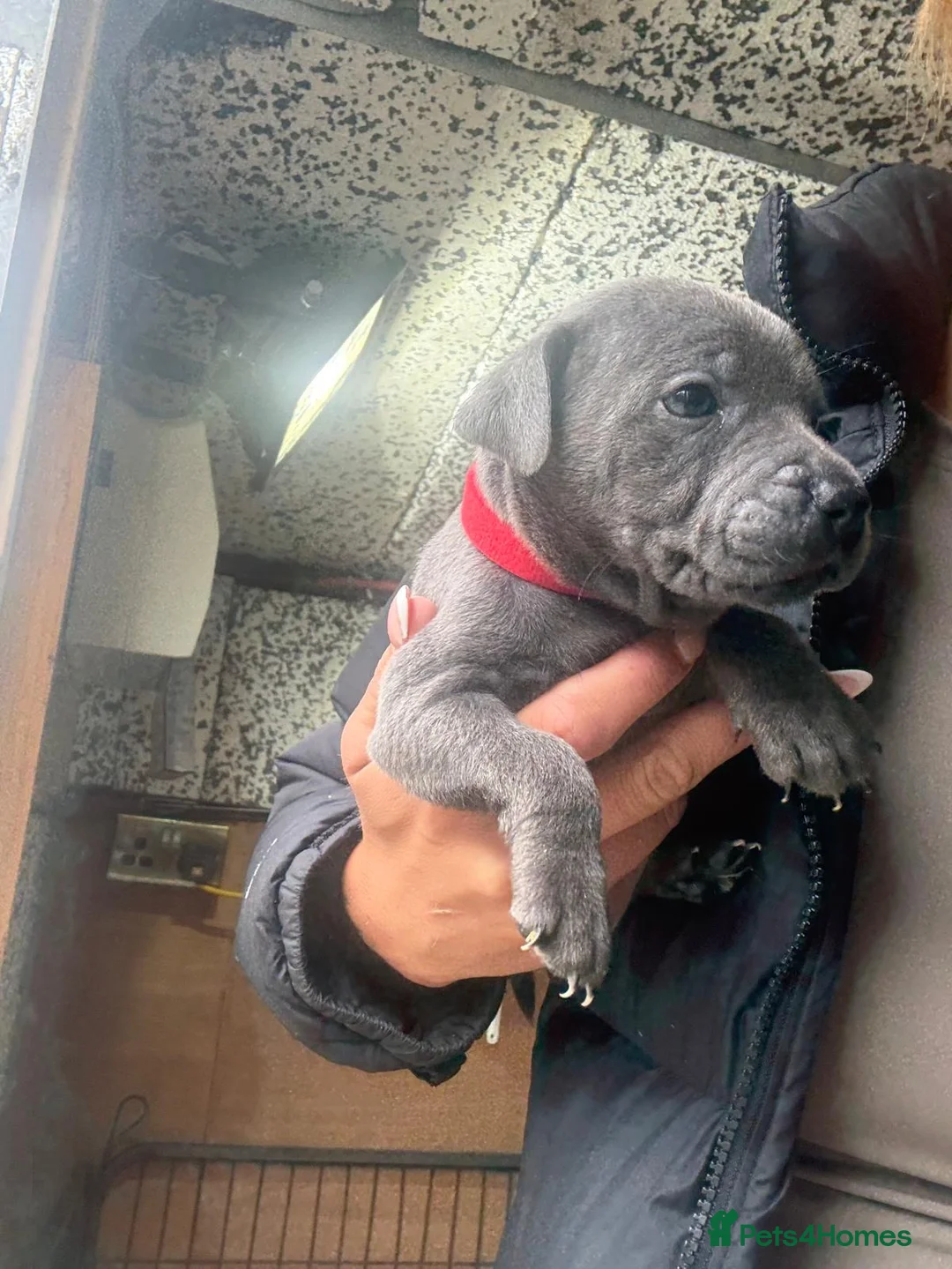 Staffordshire Bull Terrier dogs for sale: Staffordshire bull  - Advert 1