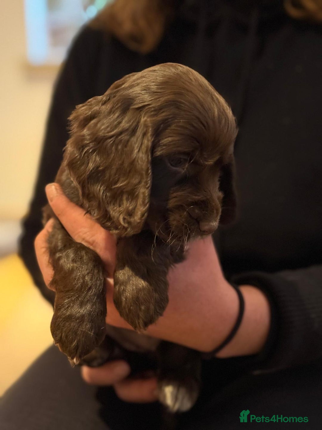Cocker Spaniel dogs for sale: 2 cocker spaniel puppies left - Advert 4